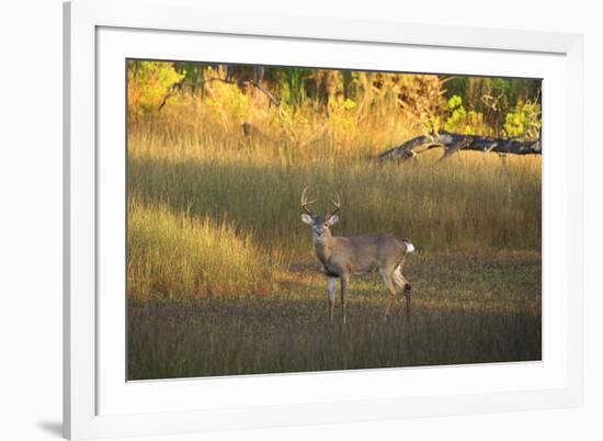 USA, Georgia, Savannah. Buck in the marsh at Skidaway Island.-Joanne Wells-Framed Photographic Print