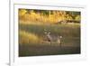 USA, Georgia, Savannah. Buck in the marsh at Skidaway Island.-Joanne Wells-Framed Photographic Print