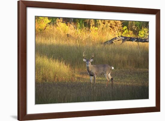 USA, Georgia, Savannah. Buck in the marsh at Skidaway Island.-Joanne Wells-Framed Photographic Print