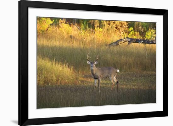 USA, Georgia, Savannah. Buck in the marsh at Skidaway Island.-Joanne Wells-Framed Photographic Print