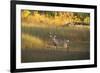 USA, Georgia, Savannah. Buck in the marsh at Skidaway Island.-Joanne Wells-Framed Photographic Print