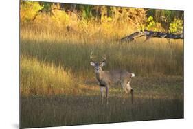 USA, Georgia, Savannah. Buck in the marsh at Skidaway Island.-Joanne Wells-Mounted Photographic Print