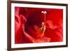 USA, Georgia, Savannah. Center of red amaryllis.-Joanne Wells-Framed Photographic Print