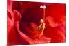 USA, Georgia, Savannah. Center of red amaryllis.-Joanne Wells-Mounted Photographic Print