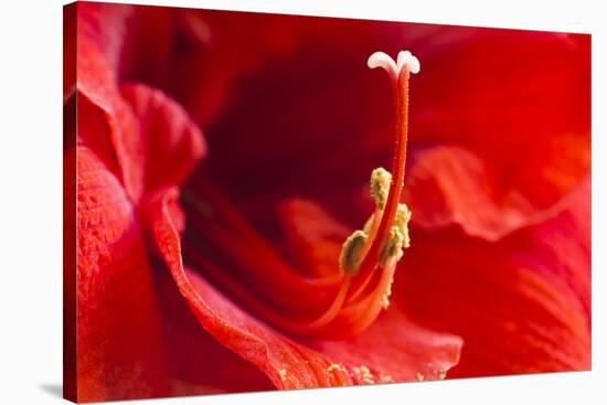 USA, Georgia, Savannah. Center of red amaryllis.-Joanne Wells-Stretched Canvas