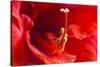 USA, Georgia, Savannah. Center of red amaryllis.-Joanne Wells-Stretched Canvas