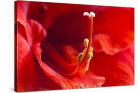 USA, Georgia, Savannah. Center of red amaryllis.-Joanne Wells-Stretched Canvas