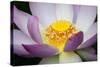 USA, Georgia, Savannah, Close-up of a lotus blooming.-Joanne Wells-Stretched Canvas