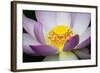 USA, Georgia, Savannah, Close-up of a lotus blooming.-Joanne Wells-Framed Photographic Print