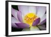 USA, Georgia, Savannah, Close-up of a lotus blooming.-Joanne Wells-Framed Photographic Print