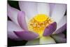 USA, Georgia, Savannah, Close-up of a lotus blooming.-Joanne Wells-Mounted Photographic Print