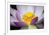 USA, Georgia, Savannah, Close-up of a lotus blooming.-Joanne Wells-Framed Photographic Print