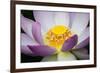 USA, Georgia, Savannah, Close-up of a lotus blooming.-Joanne Wells-Framed Photographic Print