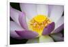 USA, Georgia, Savannah, Close-up of a lotus blooming.-Joanne Wells-Framed Photographic Print