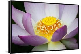 USA, Georgia, Savannah, Close-up of a lotus blooming.-Joanne Wells-Framed Stretched Canvas