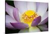 USA, Georgia, Savannah, Close-up of a lotus blooming.-Joanne Wells-Stretched Canvas