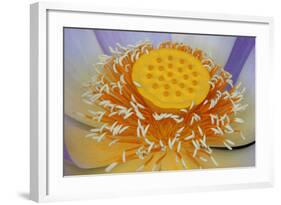 USA, Georgia, Savannah, Close-up of a lotus blooming.-Joanne Wells-Framed Photographic Print