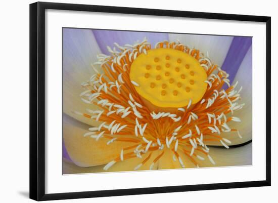 USA, Georgia, Savannah, Close-up of a lotus blooming.-Joanne Wells-Framed Photographic Print