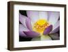USA, Georgia, Savannah, Close-up of a lotus blooming.-Joanne Wells-Framed Photographic Print