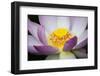 USA, Georgia, Savannah, Close-up of a lotus blooming.-Joanne Wells-Framed Photographic Print