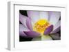 USA, Georgia, Savannah, Close-up of a lotus blooming.-Joanne Wells-Framed Photographic Print