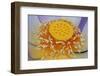 USA, Georgia, Savannah, Close-up of a lotus blooming.-Joanne Wells-Framed Photographic Print