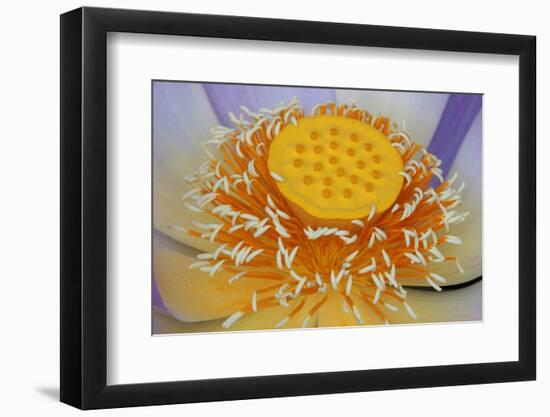 USA, Georgia, Savannah, Close-up of a lotus blooming.-Joanne Wells-Framed Photographic Print