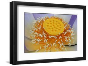 USA, Georgia, Savannah, Close-up of a lotus blooming.-Joanne Wells-Framed Photographic Print