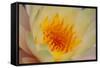 USA, Georgia, Savannah, Close-up of a water lily.-Joanne Wells-Framed Stretched Canvas