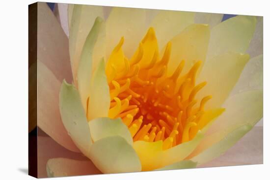 USA, Georgia, Savannah, Close-up of a water lily.-Joanne Wells-Stretched Canvas