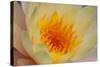 USA, Georgia, Savannah, Close-up of a water lily.-Joanne Wells-Stretched Canvas
