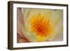 USA, Georgia, Savannah, Close-up of a water lily.-Joanne Wells-Framed Photographic Print