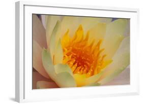 USA, Georgia, Savannah, Close-up of a water lily.-Joanne Wells-Framed Photographic Print