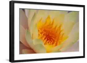 USA, Georgia, Savannah, Close-up of a water lily.-Joanne Wells-Framed Photographic Print