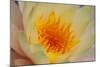 USA, Georgia, Savannah, Close-up of a water lily.-Joanne Wells-Mounted Photographic Print