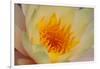 USA, Georgia, Savannah, Close-up of a water lily.-Joanne Wells-Framed Photographic Print