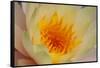 USA, Georgia, Savannah, Close-up of a water lily.-Joanne Wells-Framed Stretched Canvas