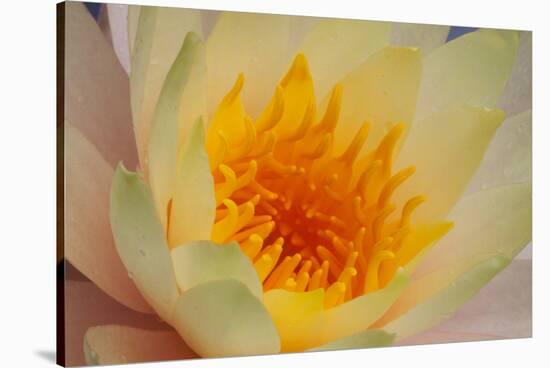 USA, Georgia, Savannah, Close-up of a water lily.-Joanne Wells-Stretched Canvas