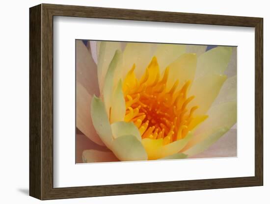 USA, Georgia, Savannah, Close-up of a water lily.-Joanne Wells-Framed Photographic Print