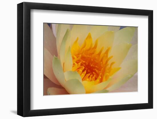 USA, Georgia, Savannah, Close-up of a water lily.-Joanne Wells-Framed Photographic Print