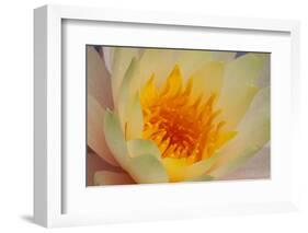 USA, Georgia, Savannah, Close-up of a water lily.-Joanne Wells-Framed Photographic Print