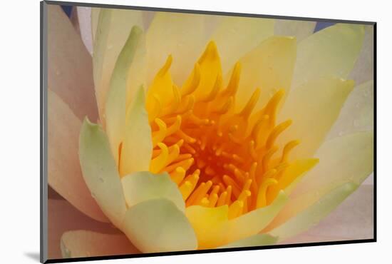 USA, Georgia, Savannah, Close-up of a water lily.-Joanne Wells-Mounted Photographic Print
