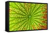 USA, Georgia, Savannah, close up of lotus leaf.-Joanne Wells-Framed Stretched Canvas