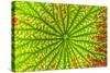 USA, Georgia, Savannah, close up of lotus leaf.-Joanne Wells-Stretched Canvas