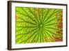 USA, Georgia, Savannah, close up of lotus leaf.-Joanne Wells-Framed Photographic Print