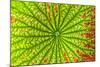 USA, Georgia, Savannah, close up of lotus leaf.-Joanne Wells-Mounted Photographic Print