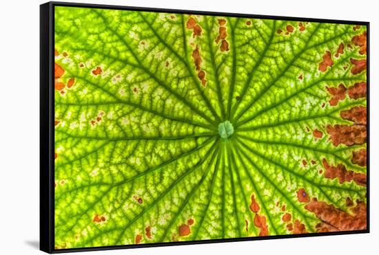USA, Georgia, Savannah, close up of lotus leaf.-Joanne Wells-Framed Stretched Canvas