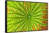 USA, Georgia, Savannah, close up of lotus leaf.-Joanne Wells-Framed Stretched Canvas