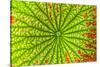 USA, Georgia, Savannah, close up of lotus leaf.-Joanne Wells-Stretched Canvas