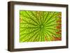 USA, Georgia, Savannah, close up of lotus leaf.-Joanne Wells-Framed Photographic Print